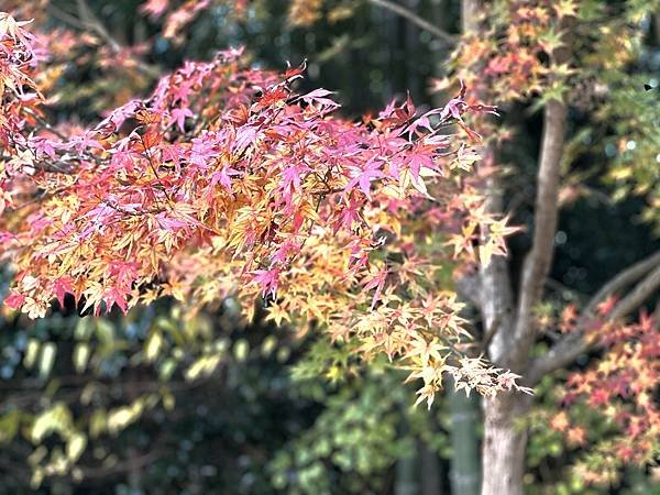 丹波紅葉之旅。弘浪山高山寺。紅葉滿寺。日本自由行