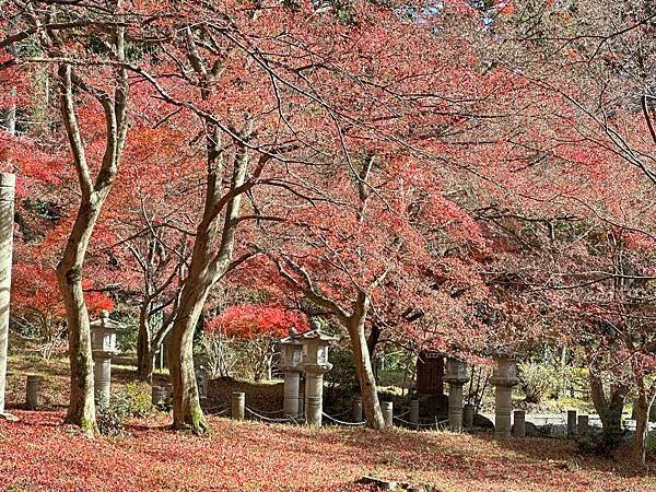 丹波紅葉之旅。弘浪山高山寺。紅葉滿寺。日本自由行
