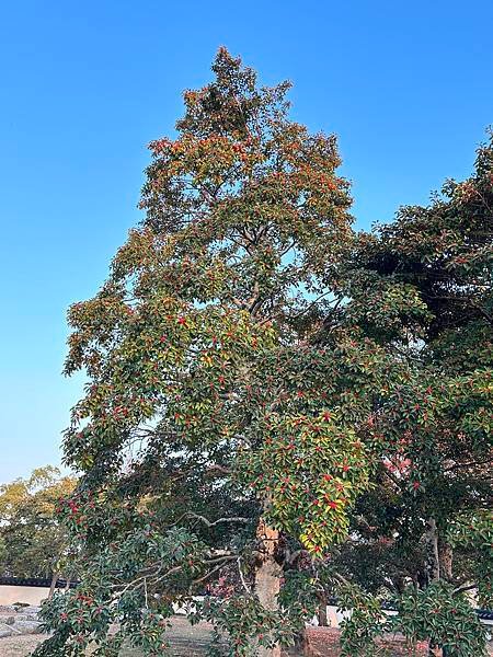 萬子千紅樹~鐵冬青。具柄冬青