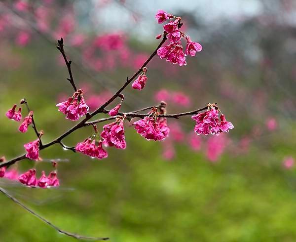 高雄市桃源區。38甲櫻花公園。河津櫻