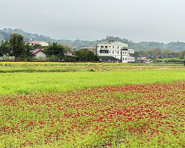 高雄美濃花海。繽紛登場。美濃湖