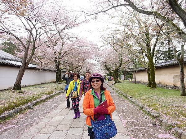 京都賞楓。醍醐寺楓情萬種。世界文化遺產。下醍醐