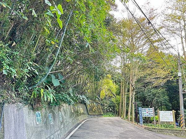 福源山步道賞櫻。桃園市龜山區。百年大榕樹