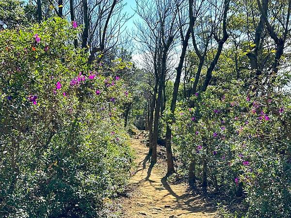 福源山步道賞櫻。桃園市龜山區。百年大榕樹
