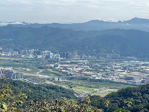 福源山步道賞櫻。桃園市龜山區。百年大榕樹