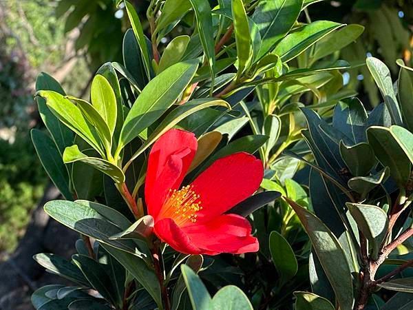 花果嬉春迎龍來
