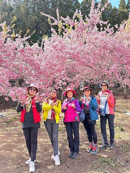 福壽山農場千櫻園。千櫻綻放粉紅滿園。台中市和平區