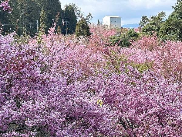 福壽山農場千櫻園。千櫻綻放粉紅滿園。台中市和平區