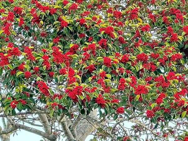 日本熊本住宿篇~植木溫泉區。桐乃湯溫泉