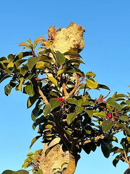 日本熊本住宿篇~植木溫泉區。桐乃湯溫泉