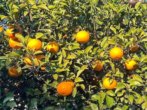 日本熊本住宿篇~植木溫泉區。桐乃湯溫泉