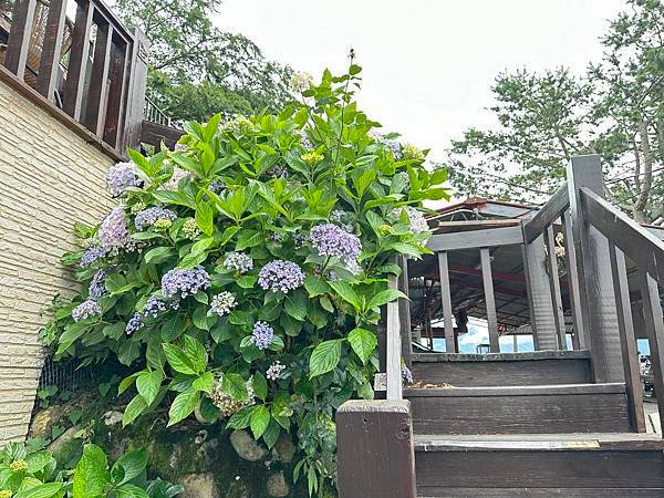 清境覓秘境。山行旅。博望新村。立鷹山