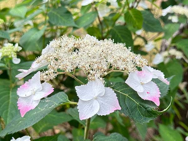 熊本市動植物園。看動物賞紫陽花。親子時光