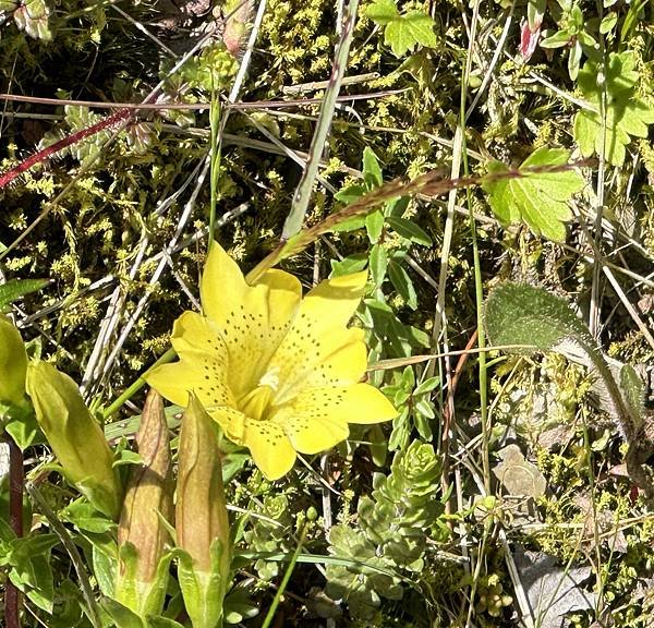 合歡山夏日的繽紛花事