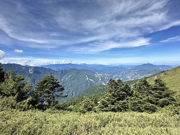 合歡山夏日的繽紛花事