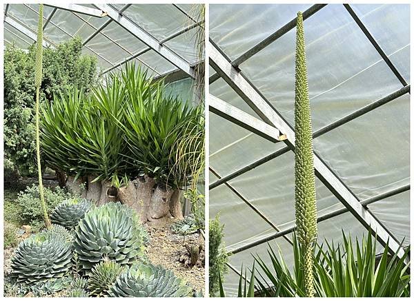 多肉植物.jpg