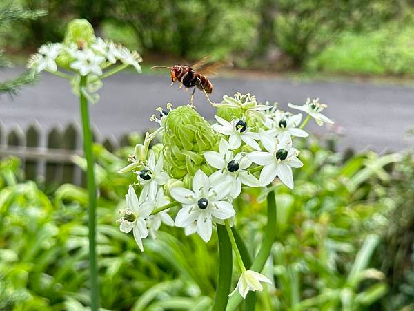 聖母登山步道。綠油油抹茶山。