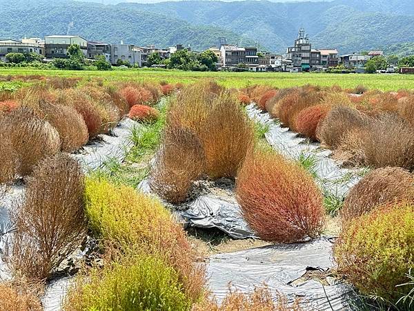 伯利恆。宜蘭車站。幾米廣場。波波草。水石榕