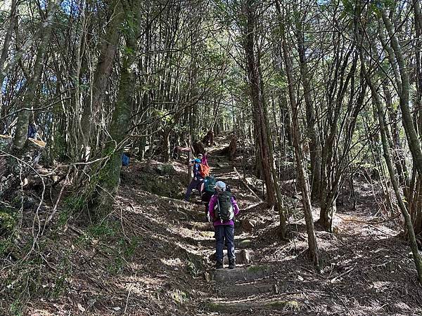 大雪山國家森林遊樂區。木馬道。稍來小雪山步道