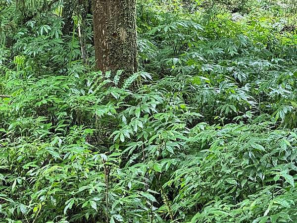 福山植物園