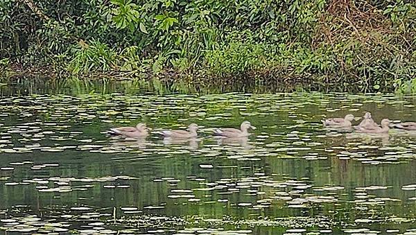 LINE_ALBUM_12／8福山植物園_241226_4.jpg