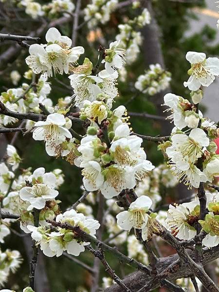 信義鄉 風櫃斗。牛稠坑梅花滿園開