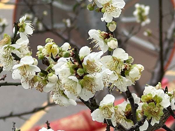 信義鄉 風櫃斗。牛稠坑梅花滿園開