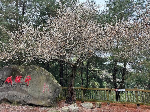 信義鄉 風櫃斗。牛稠坑梅花滿園開
