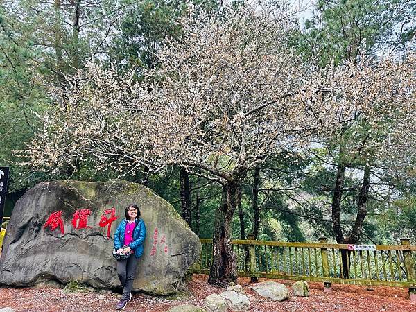 信義鄉 風櫃斗。牛稠坑梅花滿園開