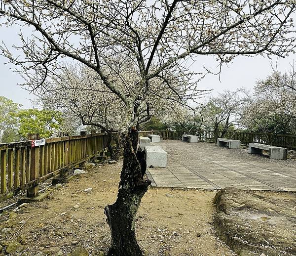 信義鄉 風櫃斗。牛稠坑梅花滿園開