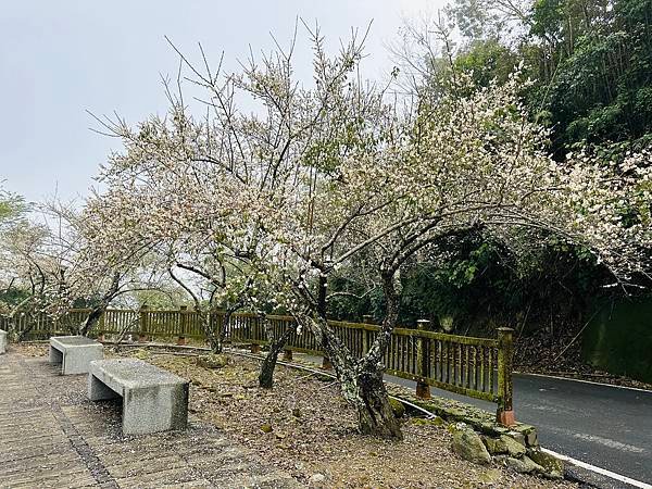 信義鄉 風櫃斗。牛稠坑梅花滿園開