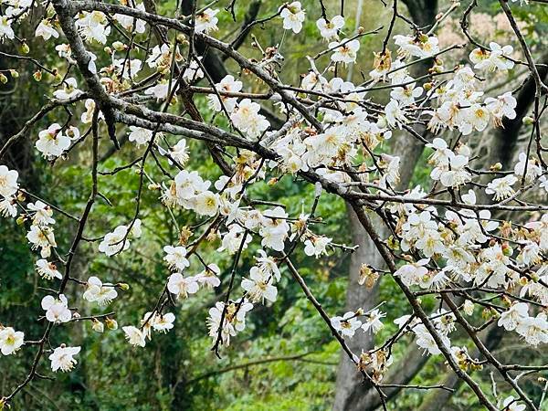 信義鄉 風櫃斗。牛稠坑梅花滿園開
