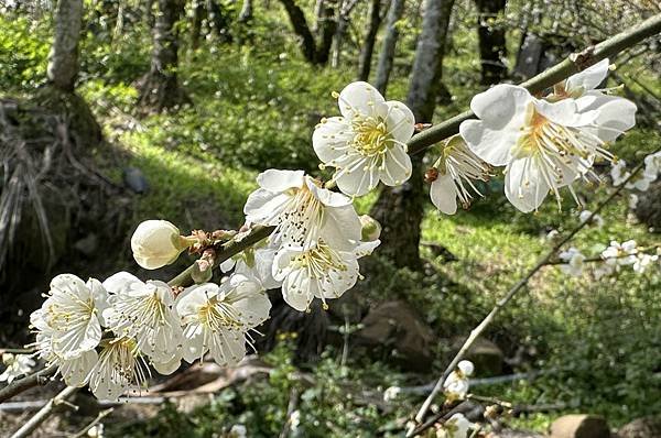 信義鄉 風櫃斗。牛稠坑梅花滿園開