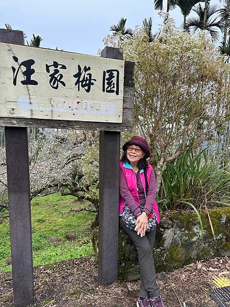 信義鄉 風櫃斗。牛稠坑梅花滿園開