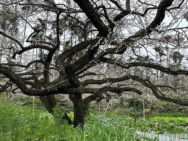 信義鄉 風櫃斗。牛稠坑梅花滿園開