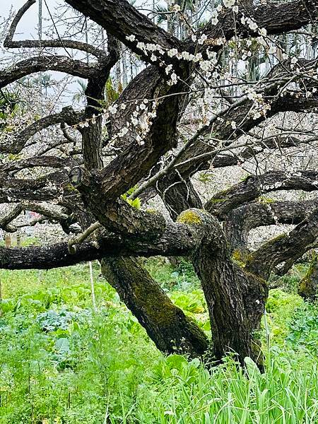 信義鄉 風櫃斗。牛稠坑梅花滿園開
