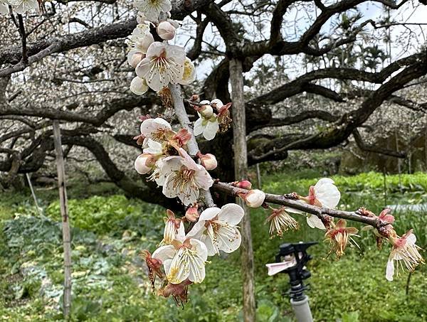 信義鄉 風櫃斗。牛稠坑梅花滿園開