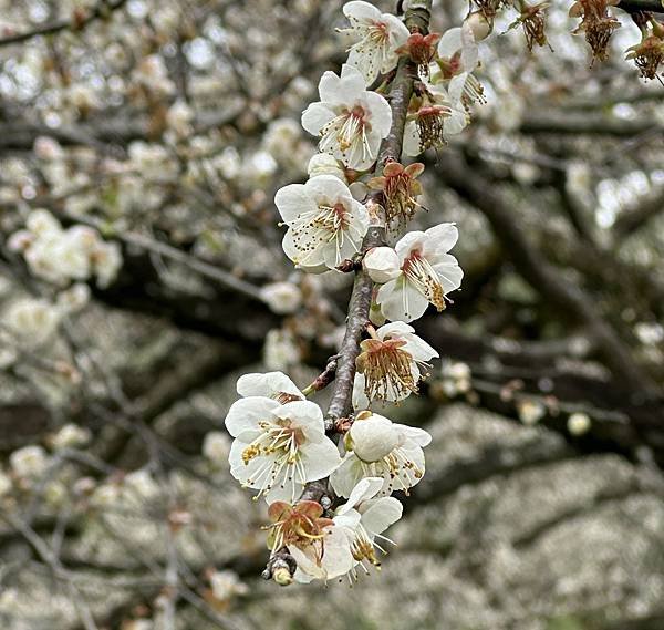 信義鄉 風櫃斗。牛稠坑梅花滿園開