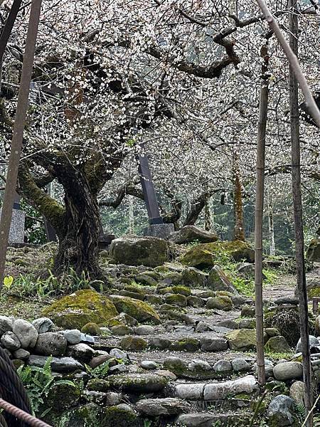 信義鄉 風櫃斗。牛稠坑梅花滿園開