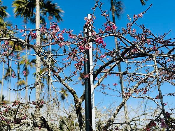 信義鄉 風櫃斗。牛稠坑梅花滿園開