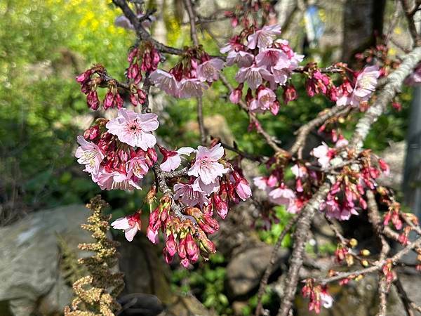 信義鄉 風櫃斗。牛稠坑梅花滿園開