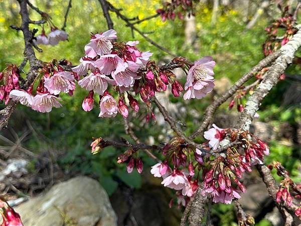 信義鄉 風櫃斗。牛稠坑梅花滿園開