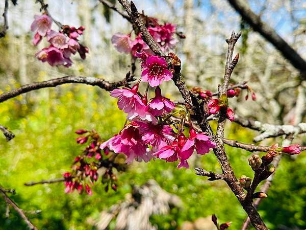 信義鄉 風櫃斗。牛稠坑梅花滿園開