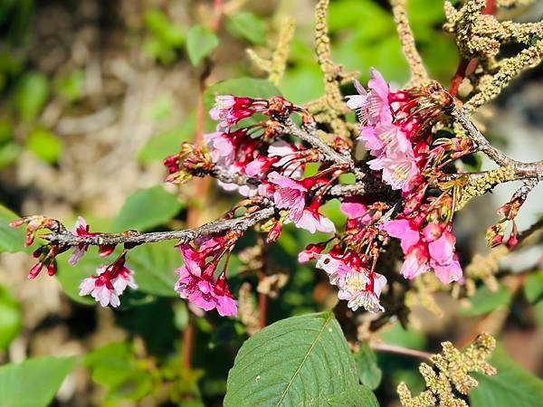信義鄉 風櫃斗。牛稠坑梅花滿園開