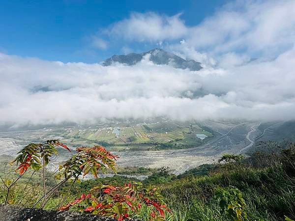 信義鄉 風櫃斗。牛稠坑梅花滿園開
