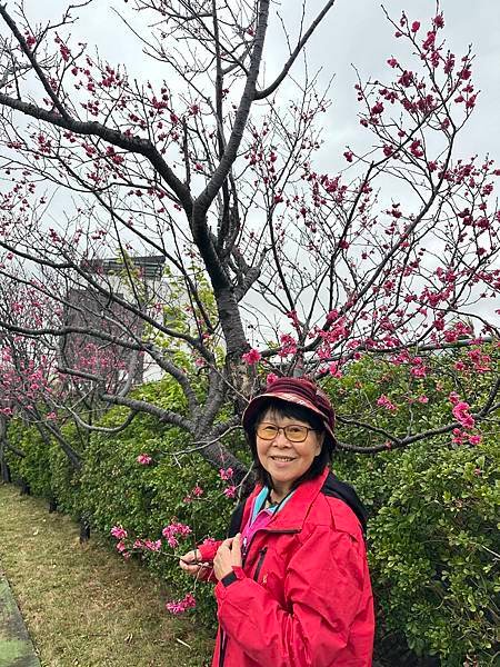 開心農場迎春花