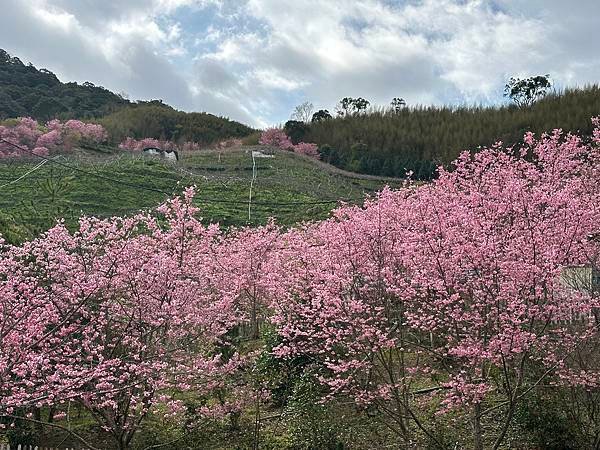 八五山甜柿森林露營區櫻花滿開。八五山泉山莊