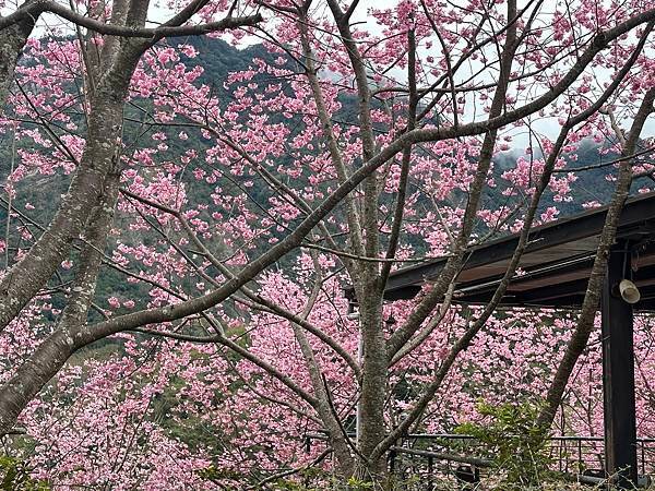 八五山甜柿森林露營區櫻花滿開。八五山泉山莊