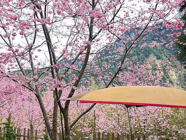 八五山甜柿森林露營區櫻花滿開。八五山泉山莊