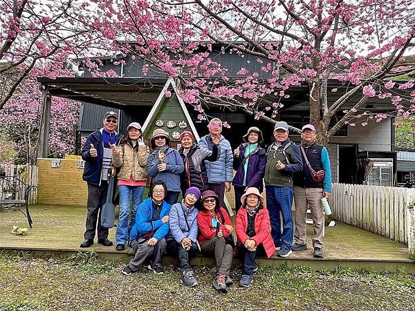 八五山甜柿森林露營區櫻花滿開。八五山泉山莊